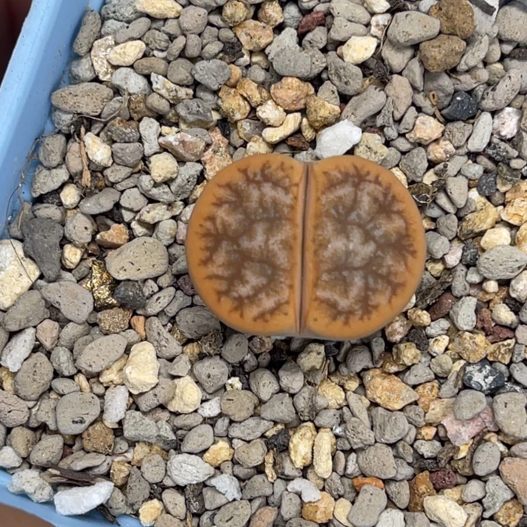 9913焦糖色拿铁荒玉尺寸2.2