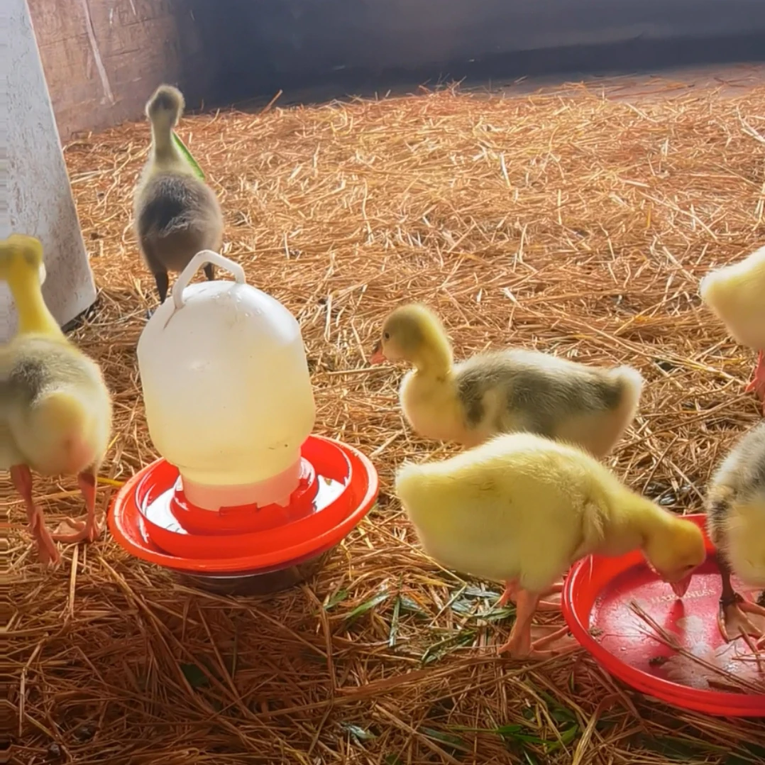 异色特大种狮头鹅专用饲料水桶