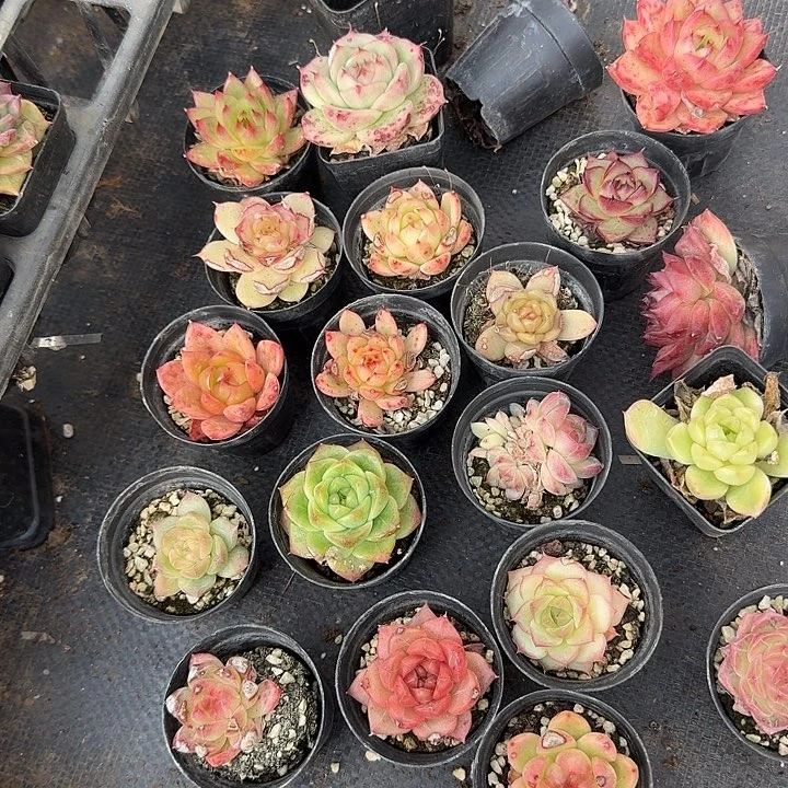 26-33麦秆两颗单头量拍发货左八