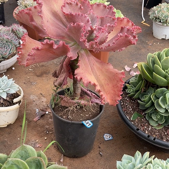 389蕾丝公主 一物一拍多肉