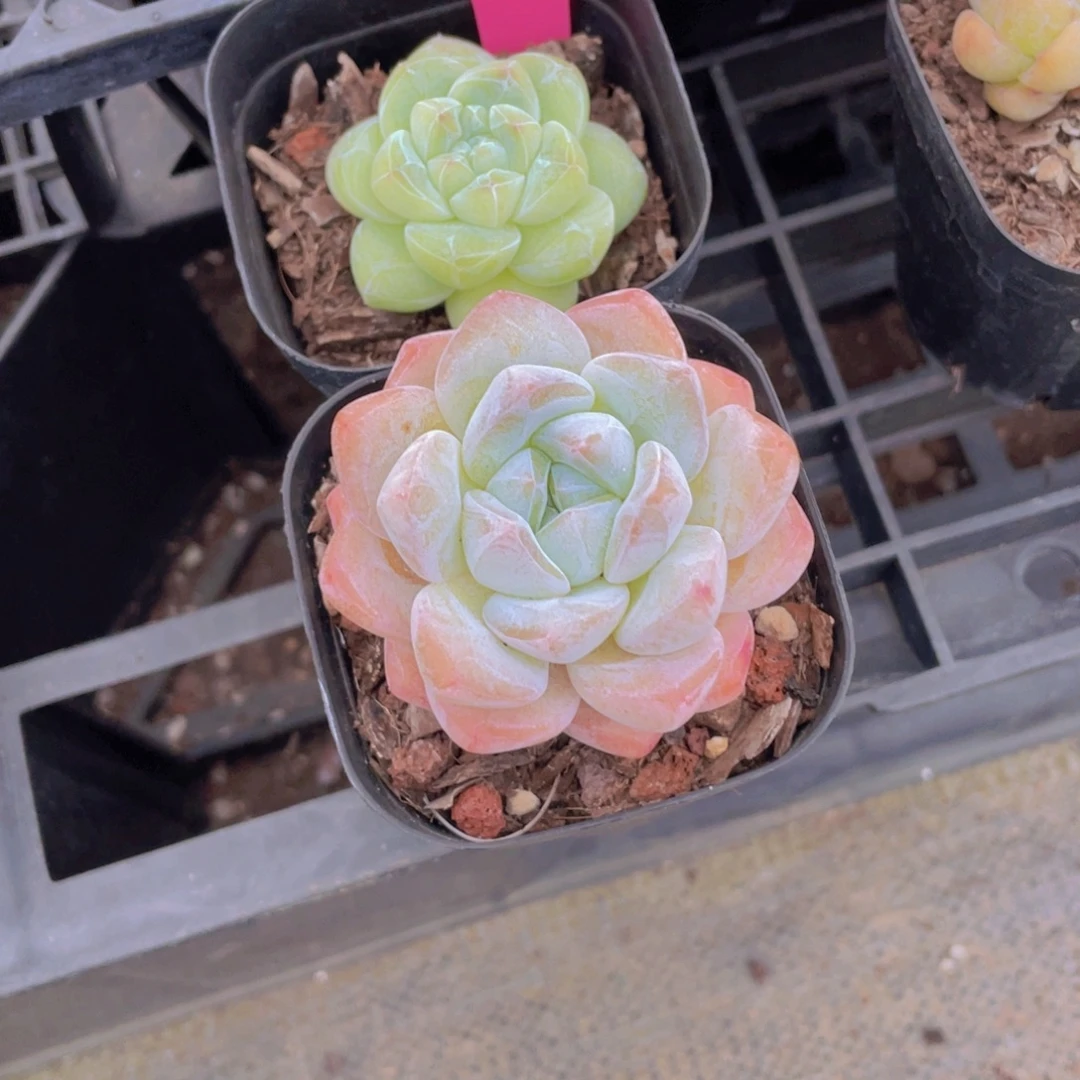 453号 钻石冰玉杂加大白兔