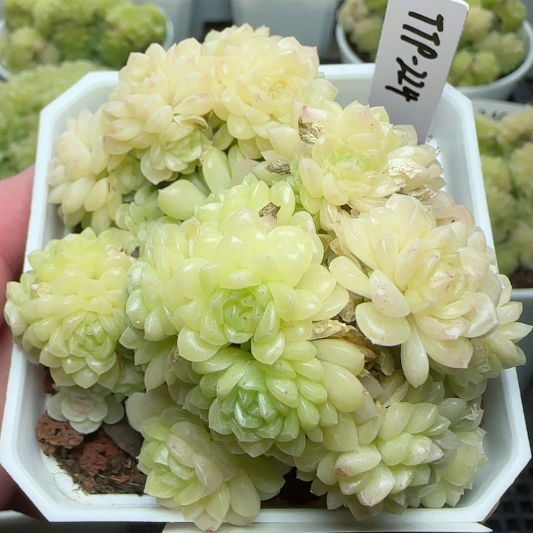 0130-242（TTP-224）