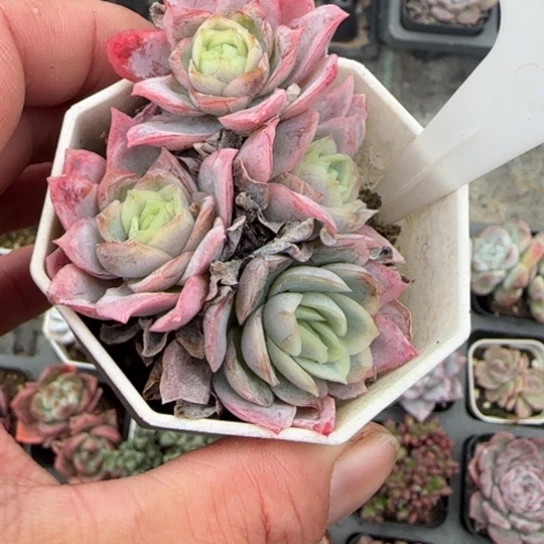 166冰片锦多肉植物多