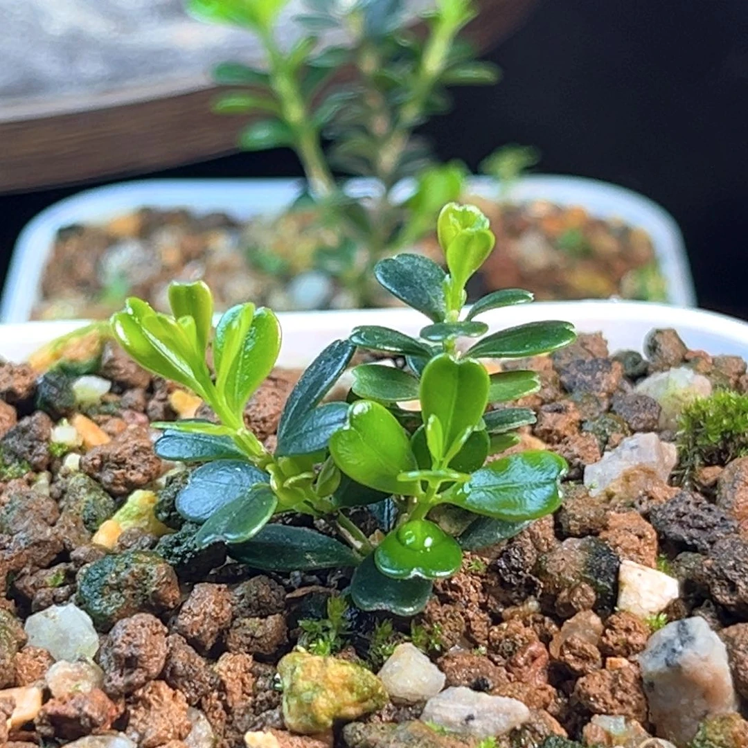 无花朵凤米黄杨一物一拍
