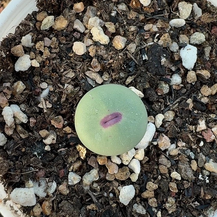 老马生石花小红嘴1234