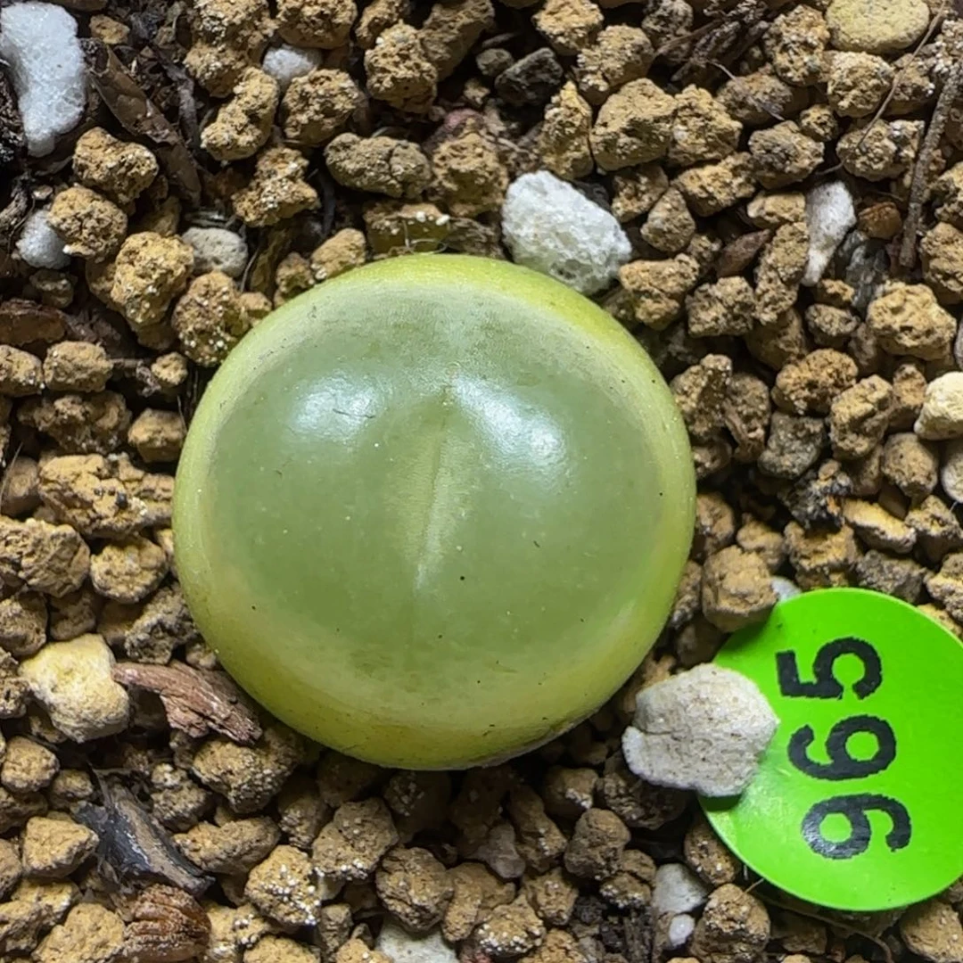 纽扣拉登1.6+多肉植物965