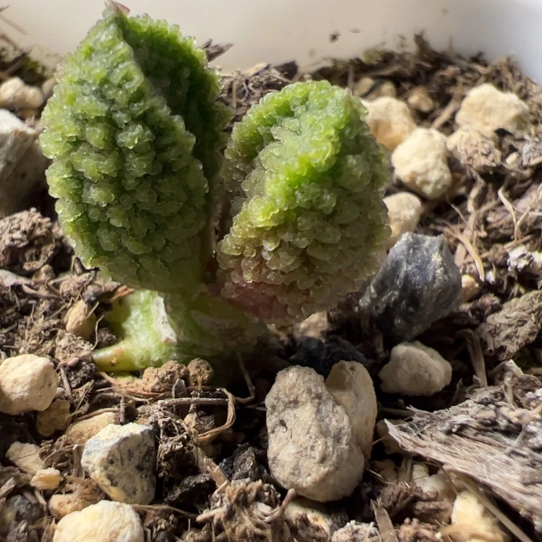 实生新品多肉植物水泡