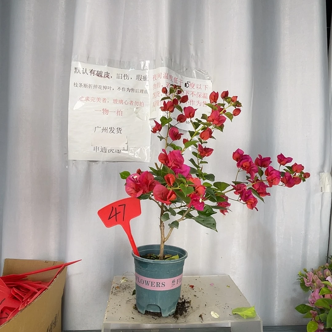 当前无花栽培后可以开花47暗斑中国红盆苗