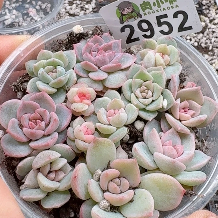 多肉植物多肉植物