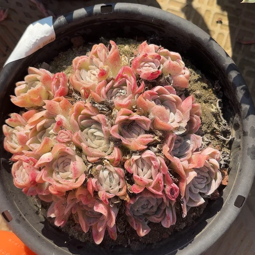 同温层多肉62西娜