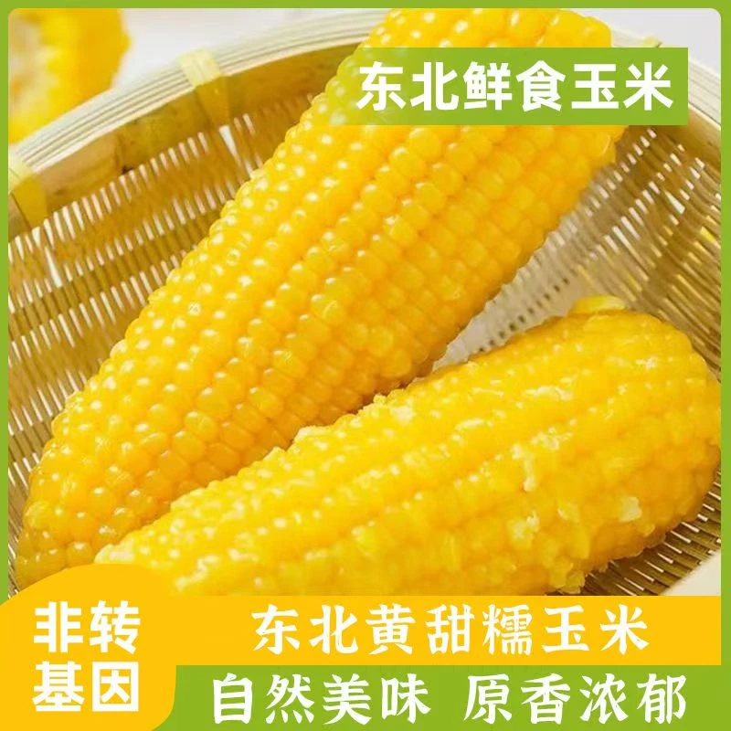 【张书记专属】黑龙江香甜糯玉米黄金粗粮代餐美味鲜食粘玉米8只