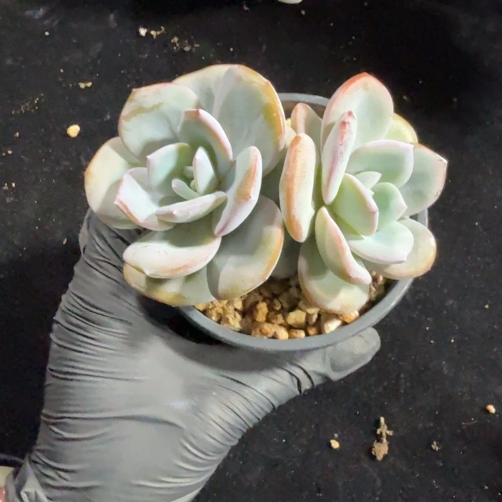 真***-10厘米左右一物一拍的一物一拍