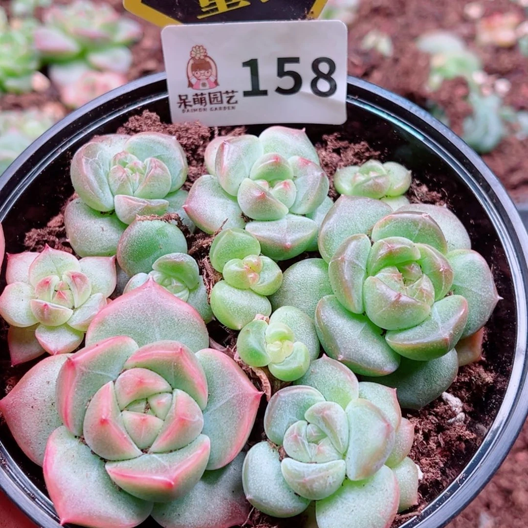 多肉植物多肉植物