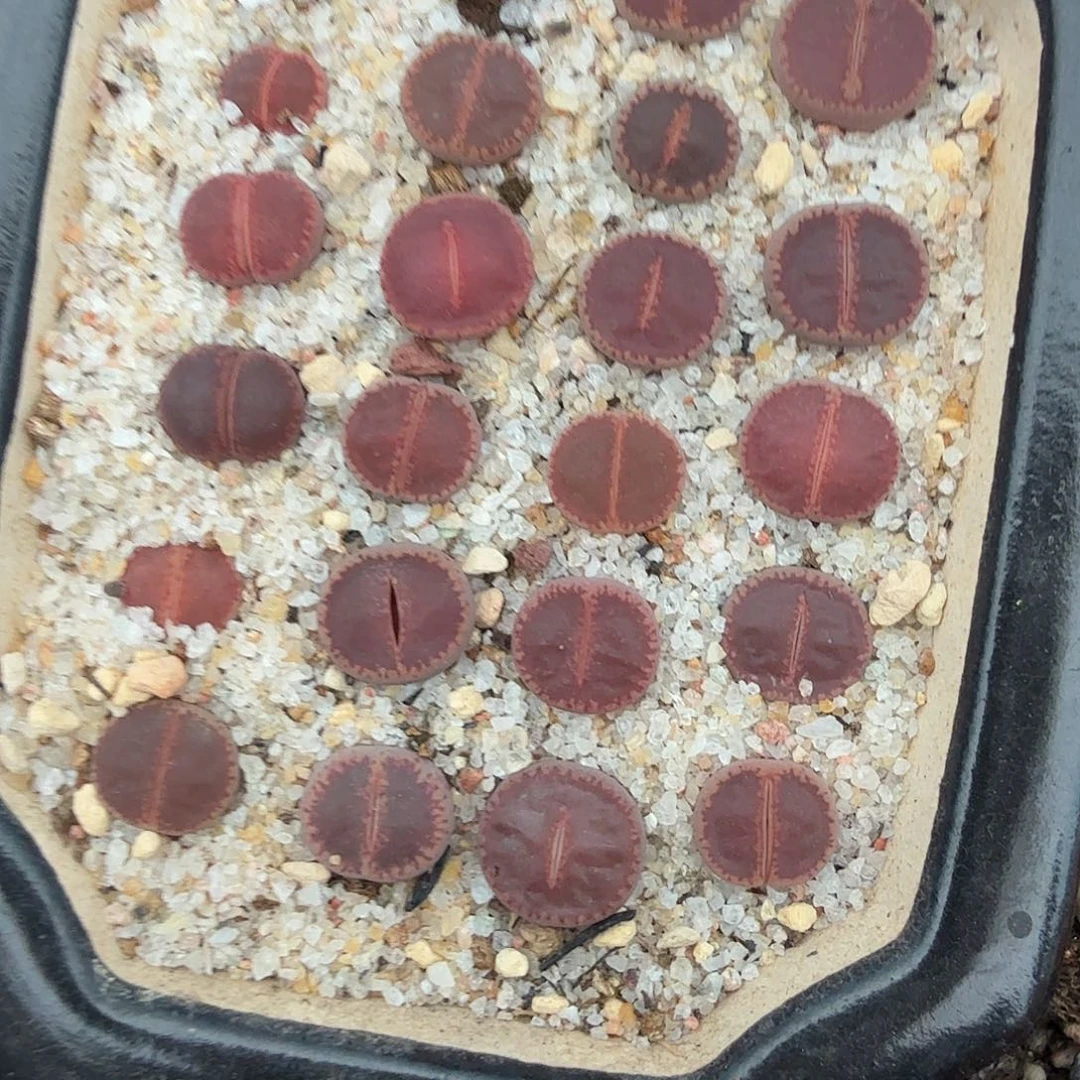 哈哈哈你真的会有这种感受505