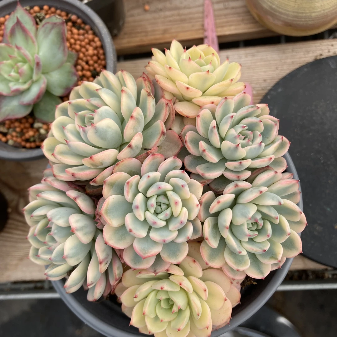 姬莲锦多肉植物多肉小屁屁