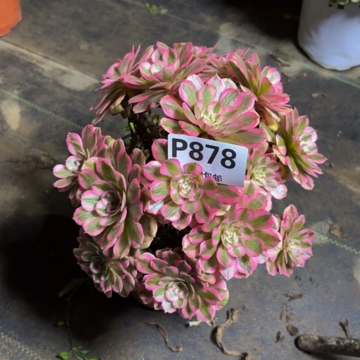 瑞妈，，。。。。878粉铜，有断，