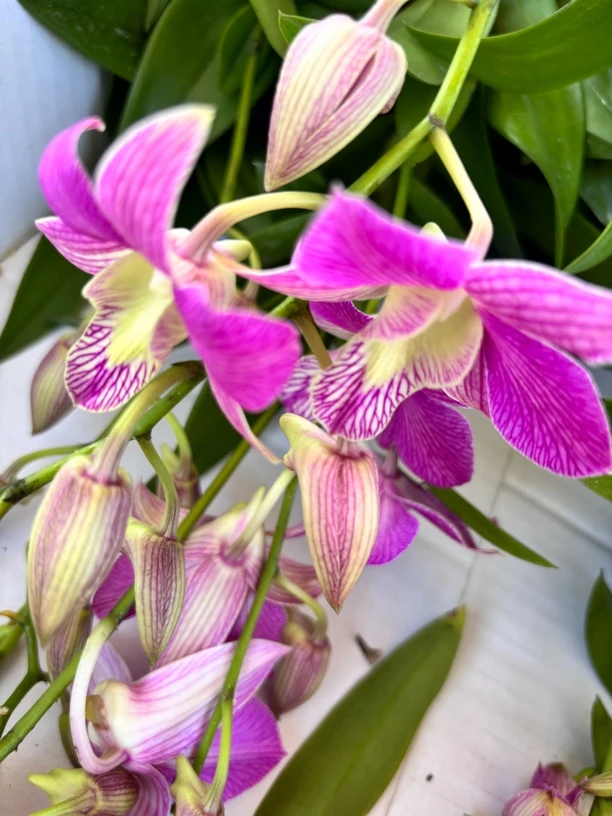 粉天鹅系列花色特别颜色非常鲜艳值得入手的