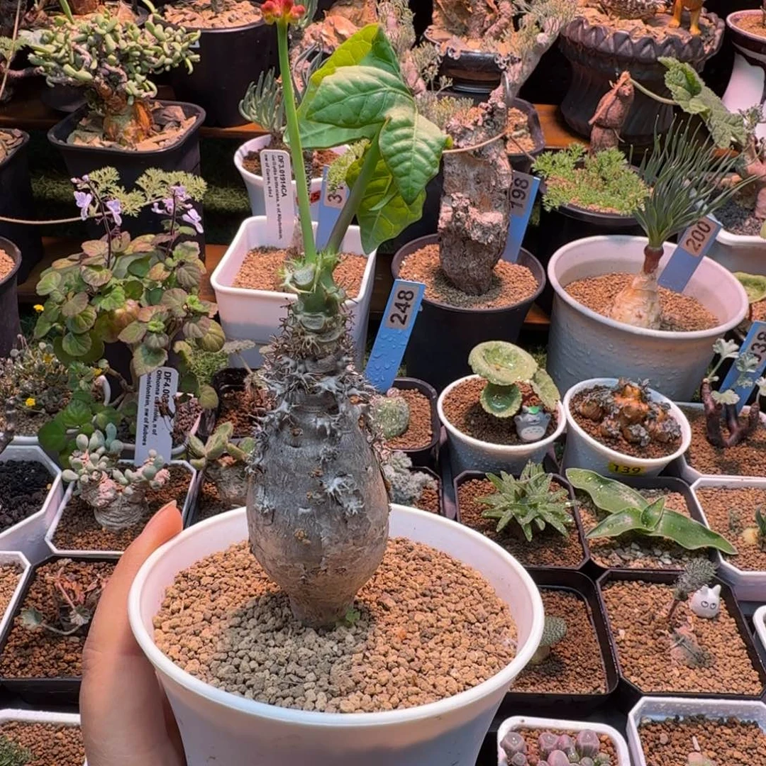 迷你珊瑚油桐088 仙人掌