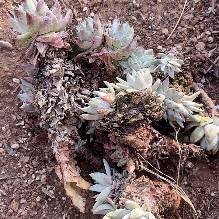 仙女杯多肉植物提取