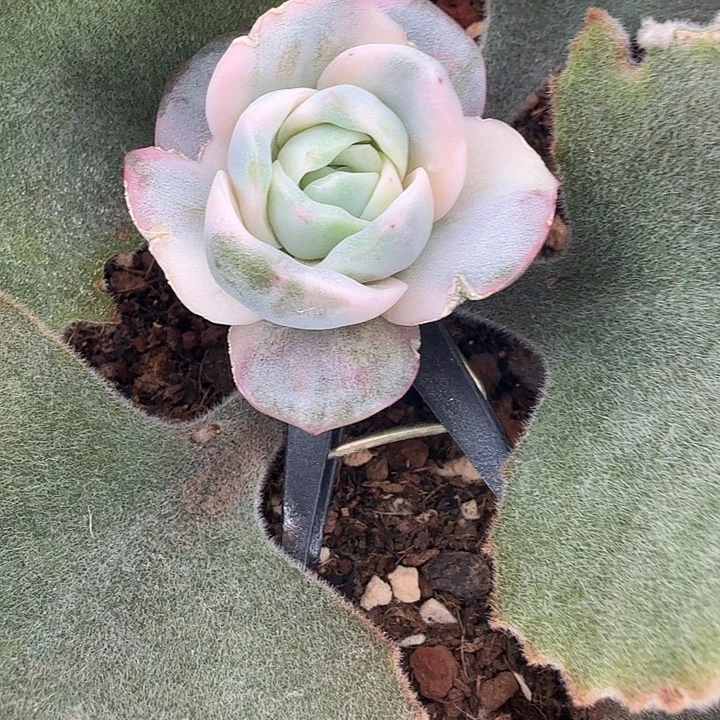 平***然红锦可爱玫瑰锦多肉锦