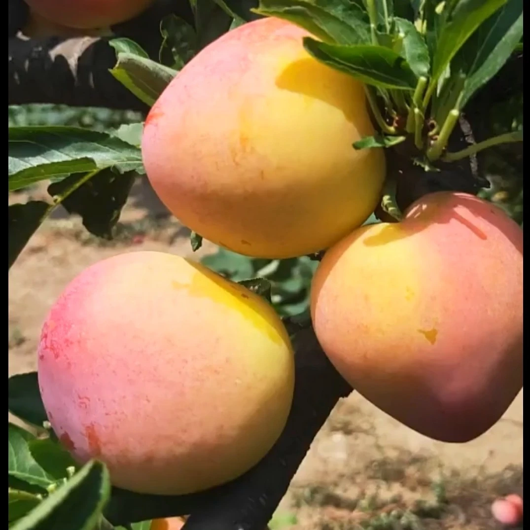 精选特极盖县大李子树苗 根系发达 苗木粗壮 品种保真 诚信经营