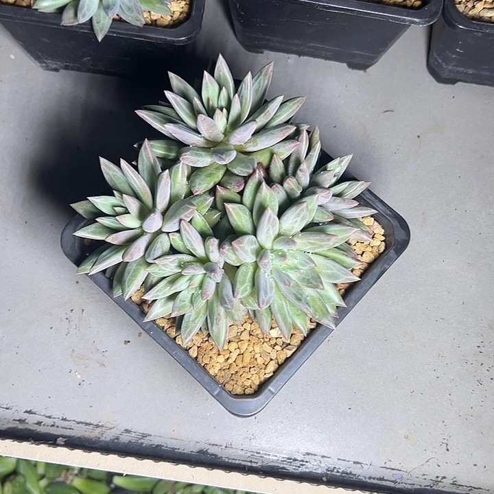 虞美人群生多头多肉