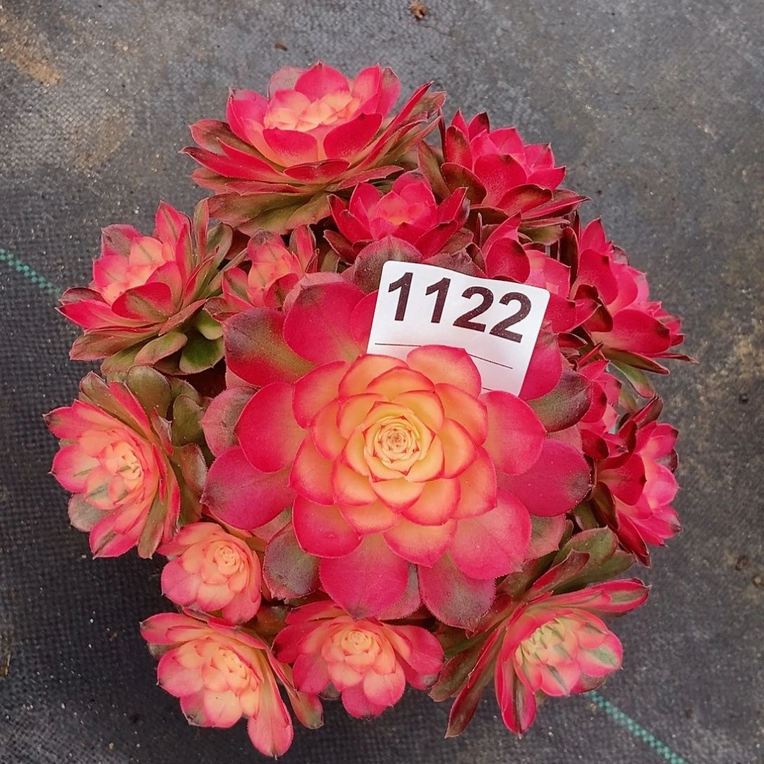 红陶1122荔枝4冠服18.28