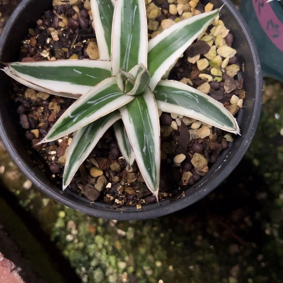 铃***猫冰山锦龙舌兰植物