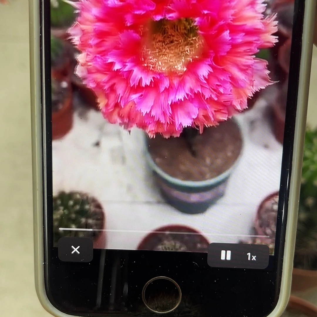 彩草2号羽毛侧芽2公分左右