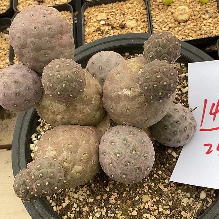 148习志野一颗一颗