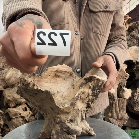 养*人紫砂噜啦啦啦啦啦啦