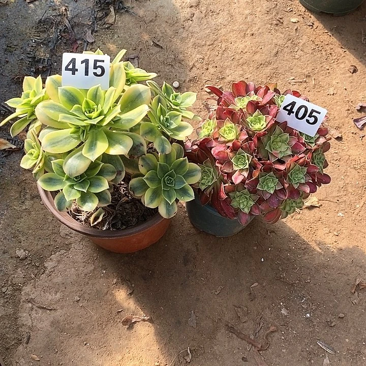 法师植物一物一拍