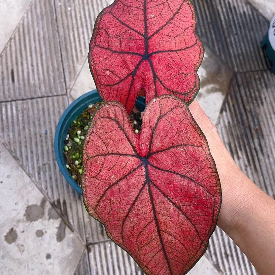 完全开放泰彩一物一拍9672