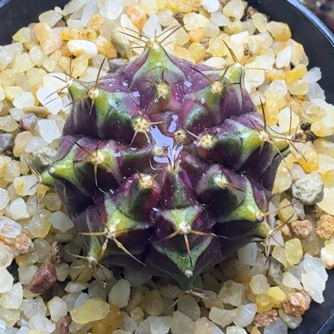 轮回米哈锦福利喽65号