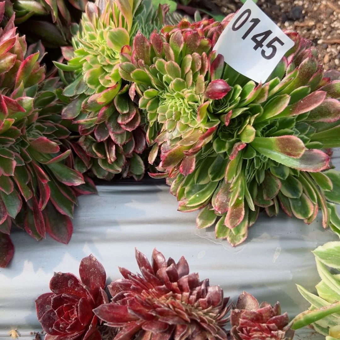 145 号多肉植物法师新号福利