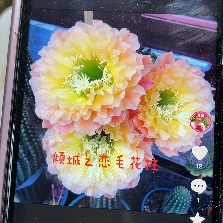 倾城之恋侧芽四公分