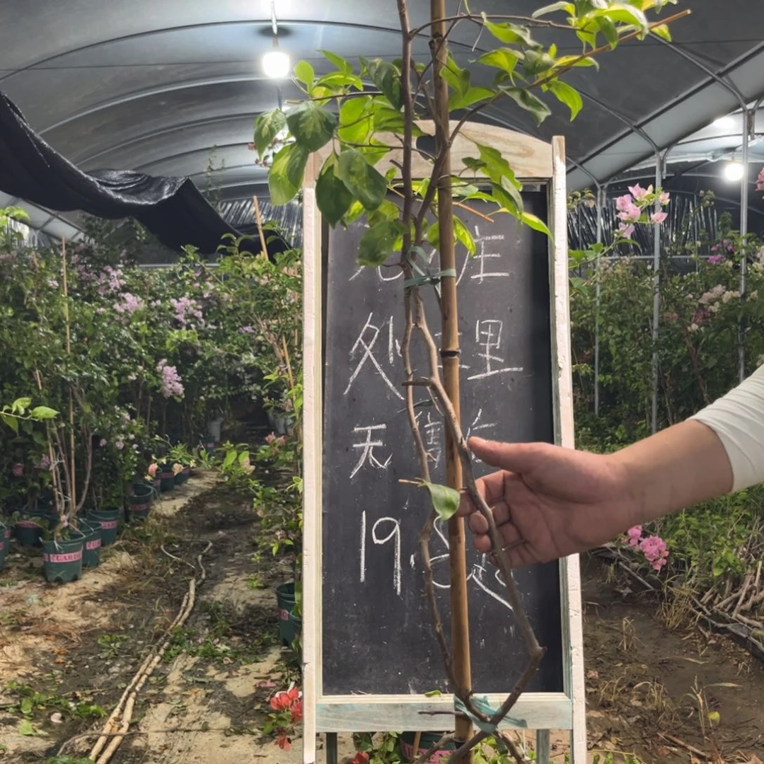 无花朵三角梅三角梅45