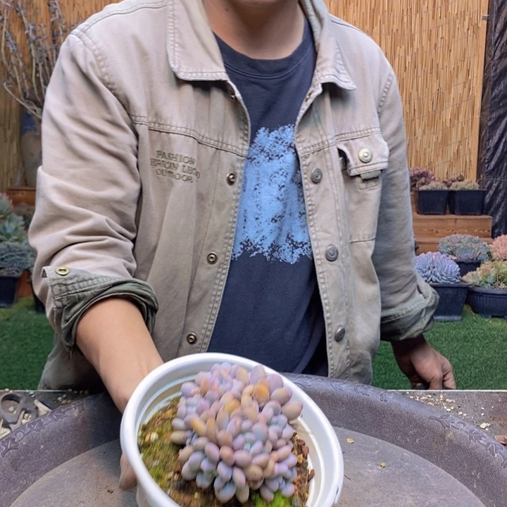 *****428号香香雪多肉植物