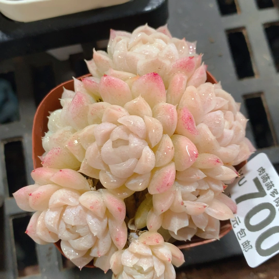 5CM拇指盆精控多肉YU700