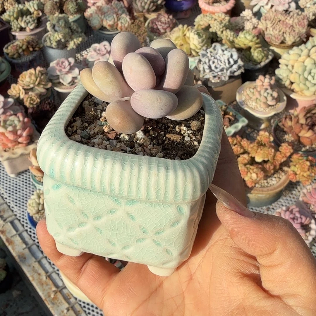 大爷奶酪单头带盆多肉植物