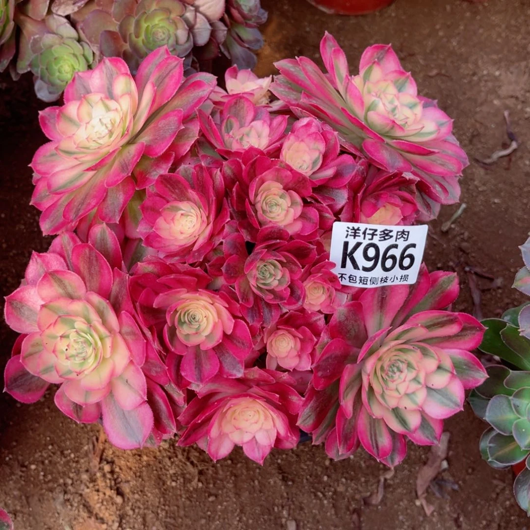 966倾城 冠幅25左右