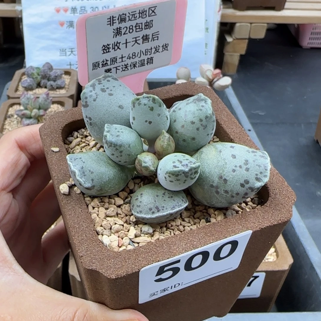 啊***丹500丸叶海豹多肉植物