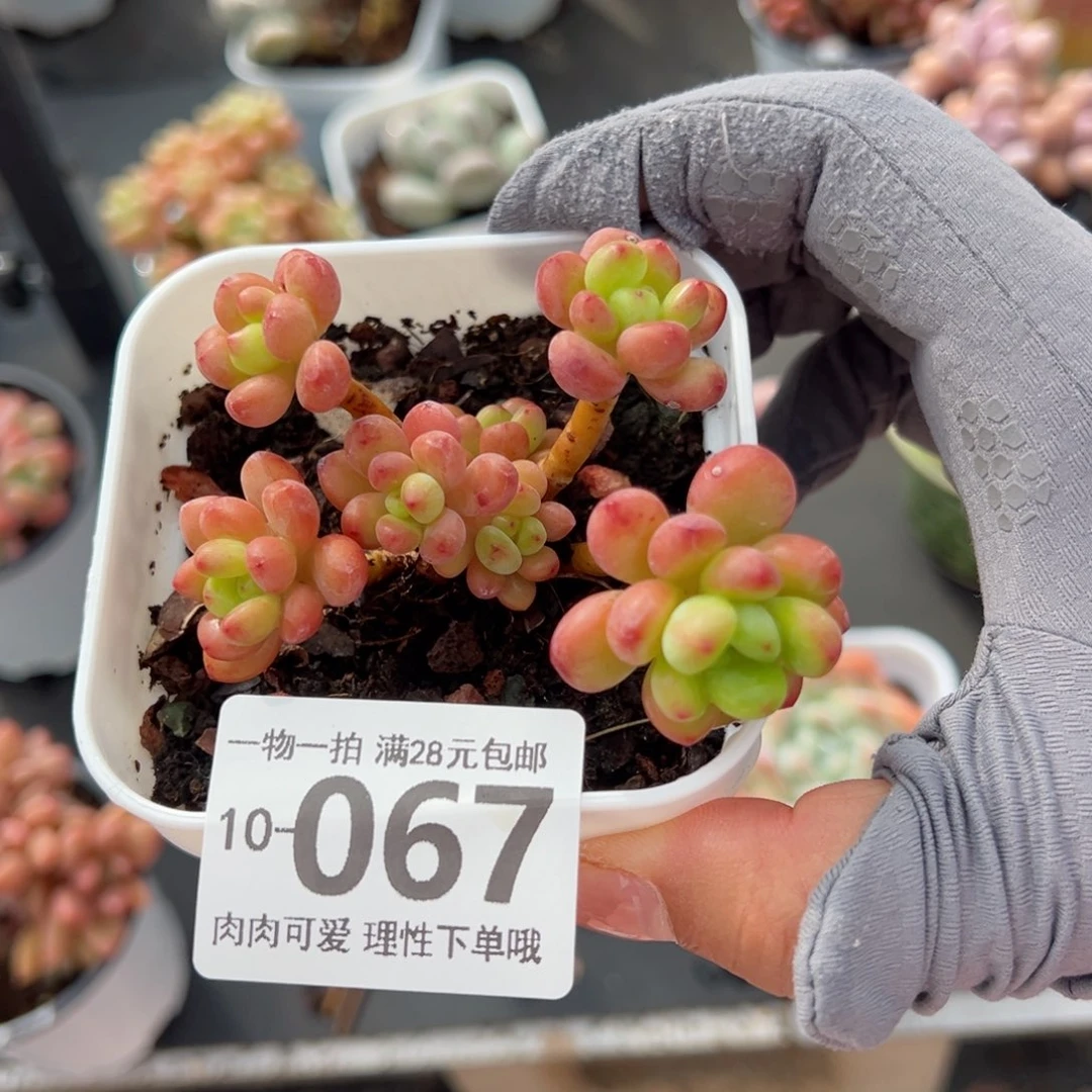 香格里拉多肉多肉多肉多肉多肉