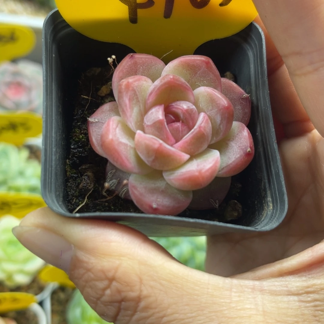 特价福利珍妮4763