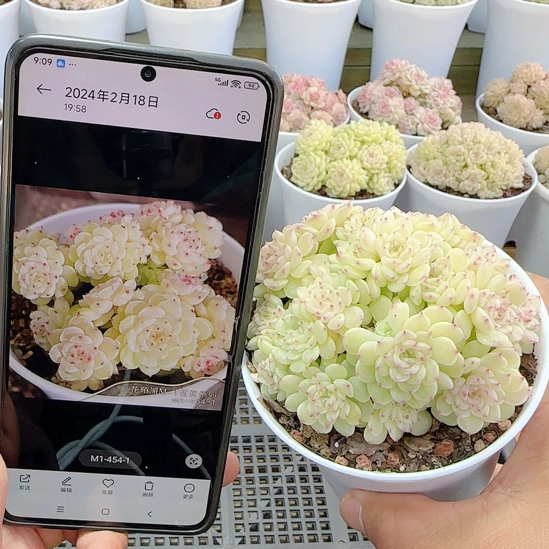 0104-16（m1-454-1）优选