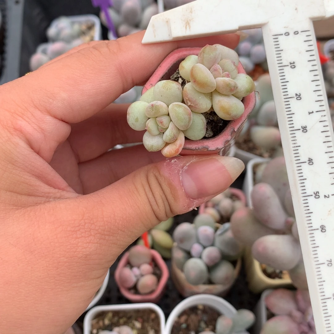 新品冰糖 不凑满28发一片叶片到付