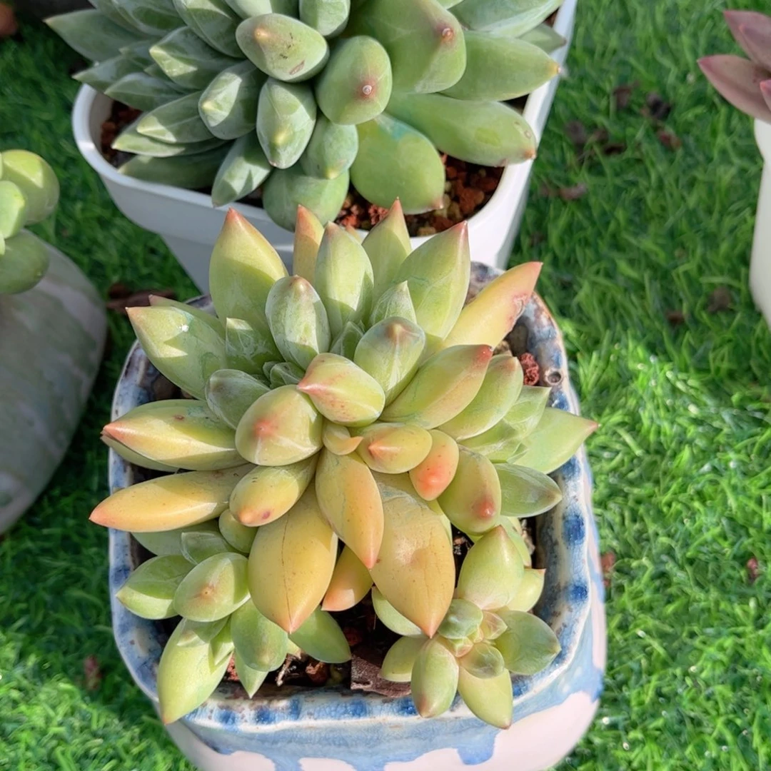 用***7多肉植物重楼朵缀