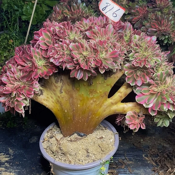 男神缀化福利的816号