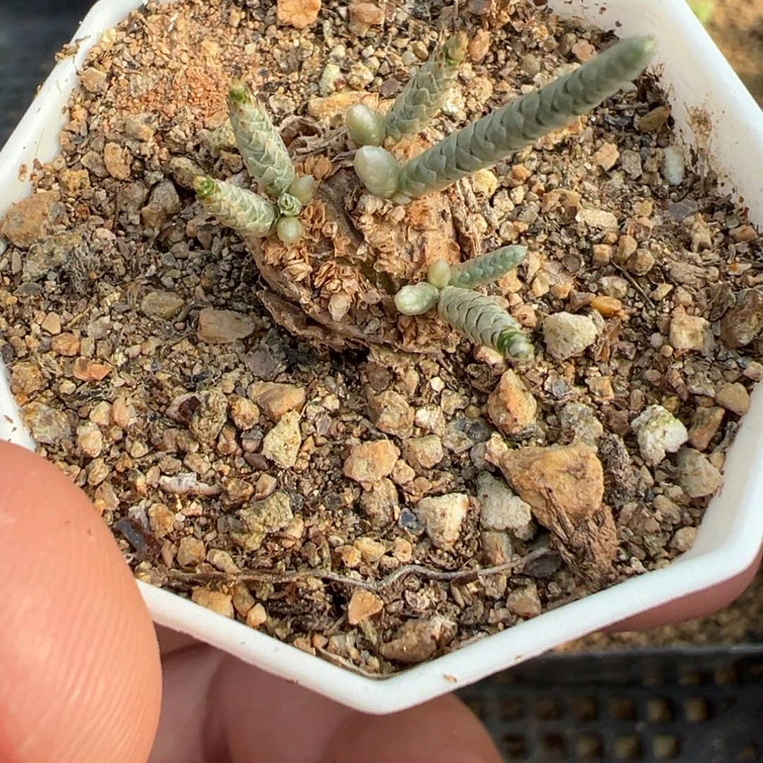 28-20韧锦多肉植物，
