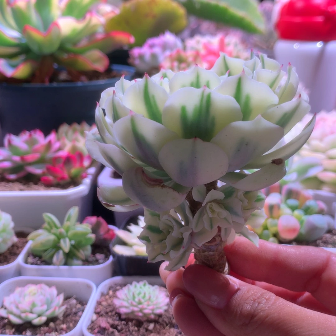 海啸覆轮锦多侧芽